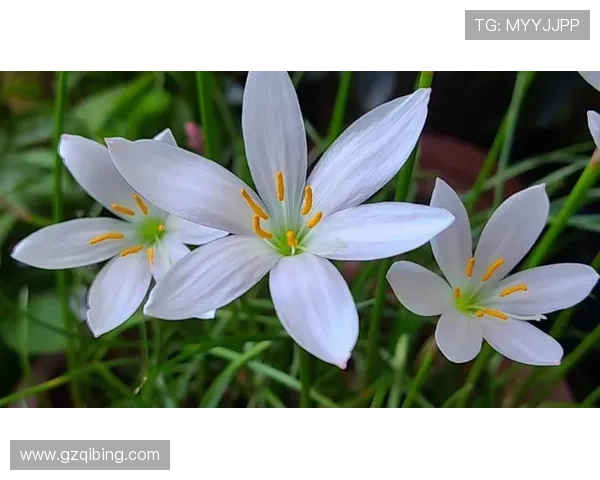 唐布拉之恋背后的真相与心灵救赎在风雨中绽放的爱情故事